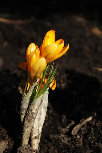 Solo tulipán amarillo crece en la tierra negra Imagen de archivo
