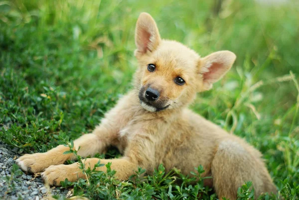 Lindo cachorro acostado en la hierba Imagen de archivo