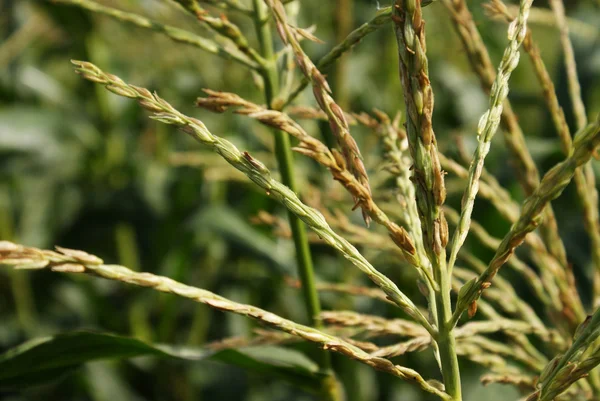 Groene plant met een onscherpe achtergrond — Stockfoto