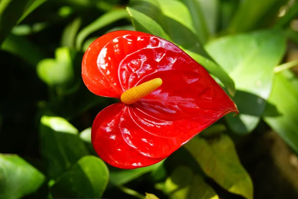 Fower rojo en forma de corazón frente a las hojas verdes Imágenes de stock libres de derechos