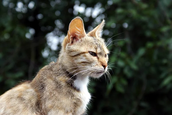 yerli kedi bir yere seyir