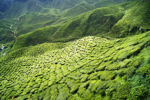 Πράσινο τσάι φυτείες Cameron Highlands στη Μαλαισία — Φωτογραφία Αρχείου