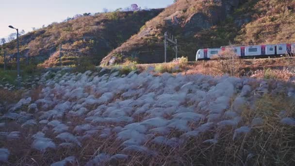 Silbergrasblume Wiegt Sich Wind Und Bahn Läuft Seoul Stadt Südkorea — Stockvideo