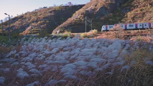 Flor Hierba Plata Balanceo Metro Wind Corriendo Ciudad Seúl Corea — Vídeos de Stock