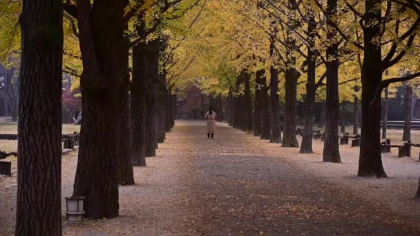 Reihe Von Ginkgo Bäumen Herbst Mit Leuchtenden Farben Bei Nami — Stockvideo