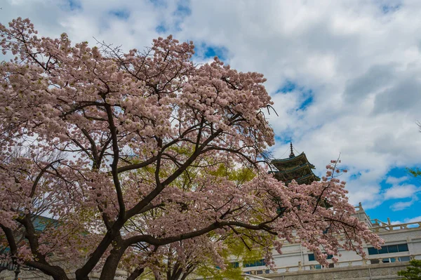 Gyeongbokgung Sarayı, Seul, Güney Kore 'de bahar mevsiminde güzel sakura ya da kiraz çiçeği.