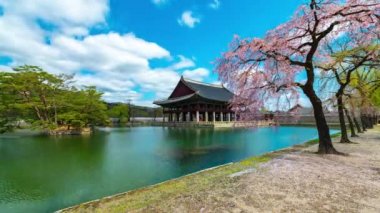 Güney Kore, Seul 'deki Gyeongbokgung Sarayı' ndaki Gyeonghoeru Pavyonu 'nda bahar mevsiminde güzel sakura ya da kiraz çiçeği (zaman aşımı 4k).)