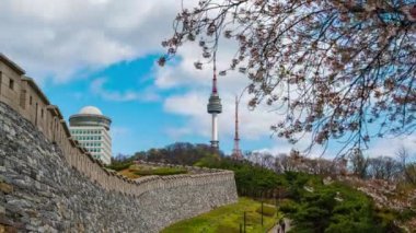 Bahar mevsiminde mavi gökyüzü ve beyaz bulutlarla güzel sakura ya da kiraz çiçeği. Güney Kore 'deki Namsan Dağı' nda.
