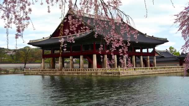 Παλάτι Gyeongbokgung Και Άνθη Κερασιάς Την Άνοιξη Στην Πόλη Seoul — Αρχείο Βίντεο