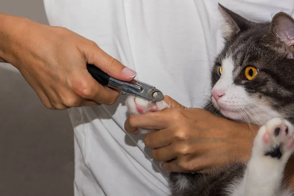 Mulher corta gatos garras com cortador ou aparador. Higiene animal. Garra de gato cuidado. — Fotografia de Stock