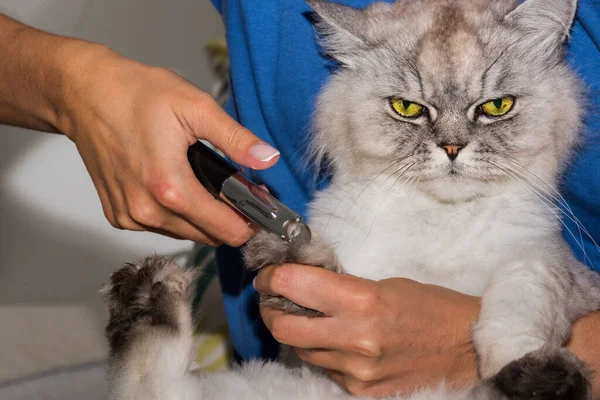 Kvinna skär inhemska renrasiga katt klor med klippare eller trimmer. Djurskötsel. Sällskapsdjur klo vård. — Stockfoto