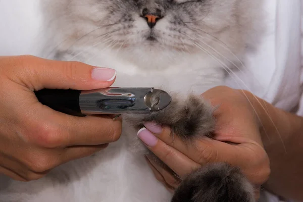 Woman cuts purebred cat claws with clipper. Animal Grooming. Pet claw care. — Stock Photo, Image