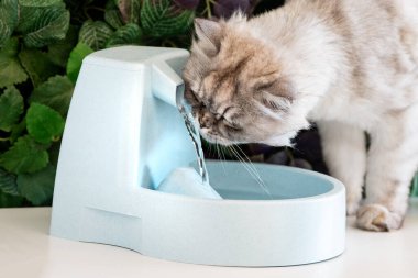 Gri kedi su haznesinden temiz su içer. Kedi suyu çeşmesi. Hayvan susuzluğu. Kedide susuzluk. Yüksek kalite fotoğraf
