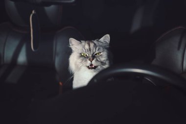Güzel, gri, safkan, yeşil gözlü ve ağzı açık bir kedi arabada oturuyor. Kedi arabada kapalı. Kediyle yolculuk. Yüksek kalite fotoğraf