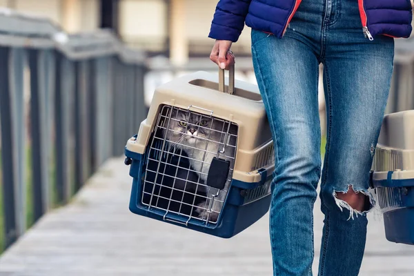 Woman carrying her cats in a special plastic cage or pet travel carrier. Moving a cat to a new house