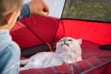 Adam yürüyüş sırasında sevimli kedisiyle çadırda oynuyor. İnsanlar ve evcil hayvanlar. İnsan ve evcil hayvan aşk konsepti