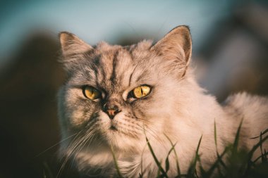 Büyük yeşil gözlü, güzel, tüylü, gri safkan kedinin portresini yakından çek. Sevimli hayvan