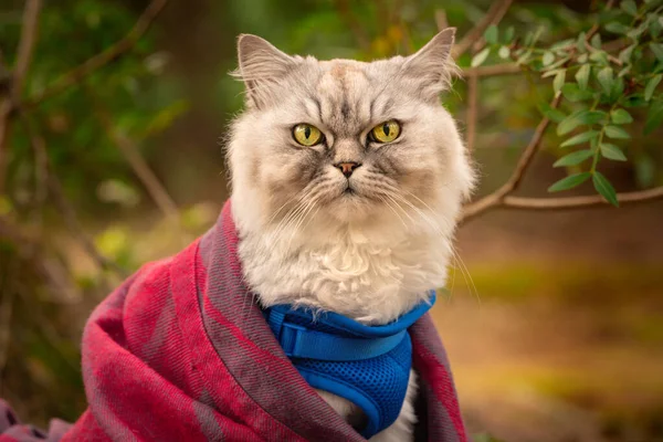 Rolig katt med blå sele och filt som sitter ute i skogen. — Stockfoto