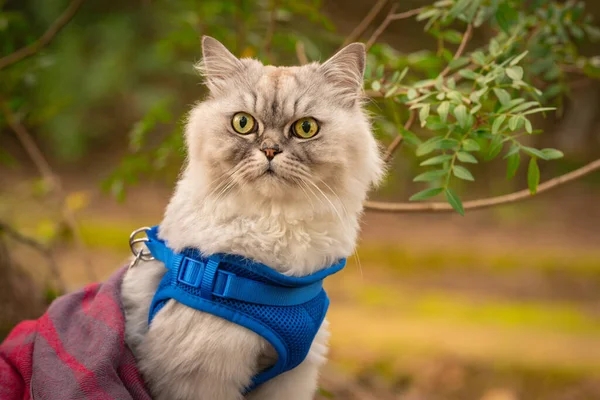 Rolig katt med blå sele och filt sitter ute i trädgården — Stockfoto