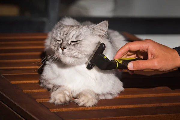 Homem penteando seu lindo gato cinza com ferramenta de preparação FURminatoror. Cuidados com os animais de estimação, preparação — Fotografia de Stock