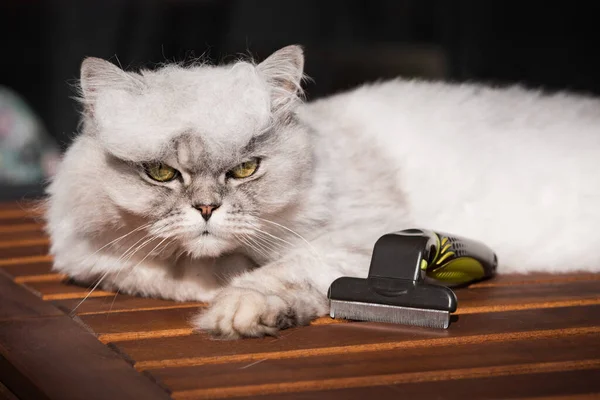 Pentear gato cinza engraçado com furminatoror ou ferramenta de preparação. Cuidados com animais de estimação, preparação. Gato com um monte de pêlos de gato na cabeça. Alergia a gatos — Fotografia de Stock