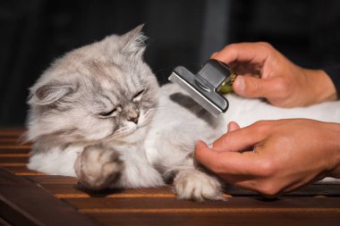 Komik gri kediyle Furminator ya da tımar aleti ile dövüşmek. Hayvan bakımı, tımar. Kedi tüyü yığını. Kedi alerjisi konsepti