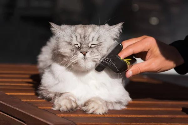 Homem escovando seu lindo gato cinza com FURminatoror ou ferramenta de preparação. Cuidados com animais de estimação, preparação. Gato adora ser escovado — Fotografia de Stock