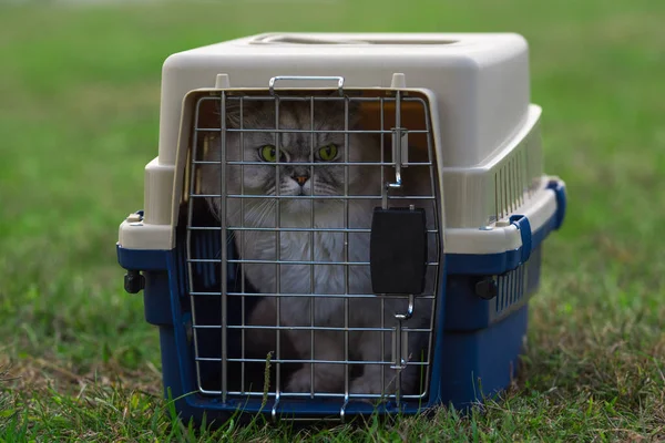 Beautiful thoroughbred cat with big green ice sitting in hard-sided pet travel carrier. Moving with pets, transferring cats in a portable cat carrier. Traveling with pets.