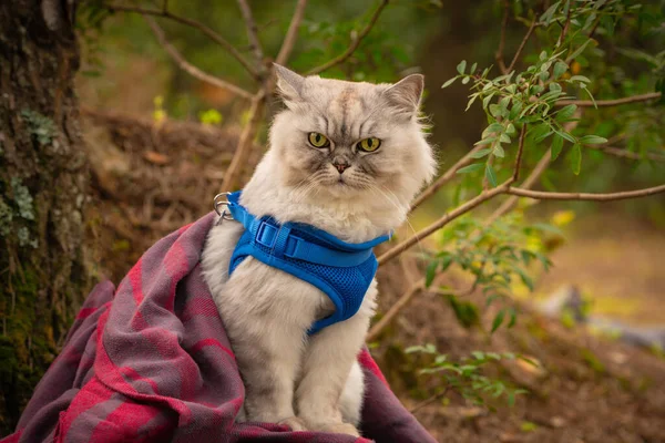 Gato engraçado com arnês azul e cobertor sentado fora na floresta. — Fotografia de Stock