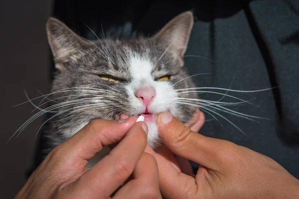 Um homem a dar um comprimido a um gato doméstico doente e triste. Medicamentos e vitaminas sintéticas para animais. Anti-helmíntico para animais de estimação. — Fotografia de Stock