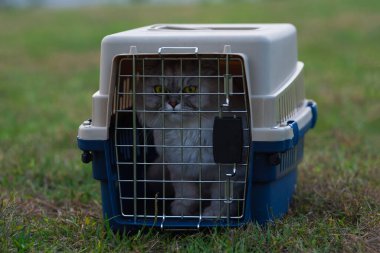 Büyük yeşil buzlu güzel bir safkan kedi sert kenarlı hayvan taşıyıcısında oturuyor. Hayvanlarla taşınmak, kedileri taşınabilir bir kedi taşıyıcısına nakletmek. Hayvanlarla seyahat etmek..