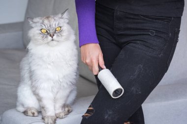 Elbiseleri silindirle temizleyen kadın ya da kedi kılından pamuk sarma. Kedi kulübesi. Kıyafetlerde hayvan tüyü. Evcil hayvanlardan saç temizleme