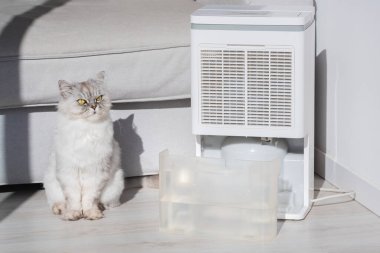 Kedi, hava temizleyici, nem göstergesi ya da su kabının yanında oturuyor. Temiz kuru hava.