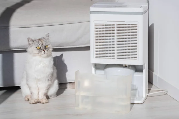 Cat sitting at home near air dehumidifier, humidity indicator or water container. Fresh dry air — Stock Photo, Image
