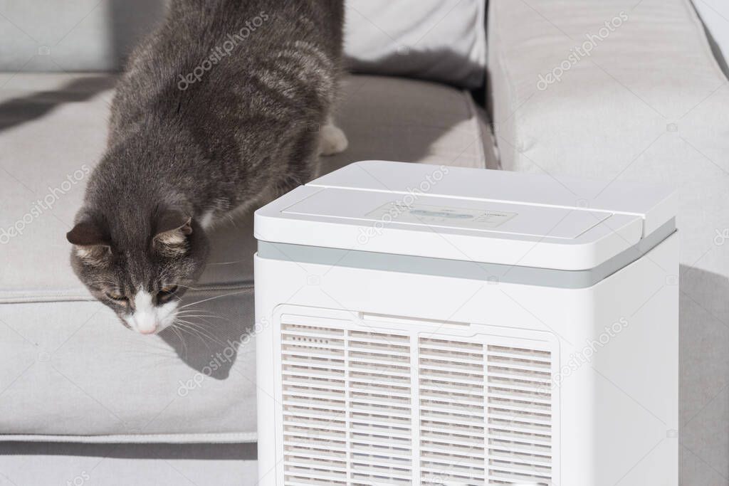 Domestic cat sitting next to air purifier