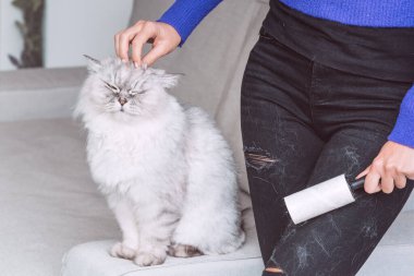 Siyah kotları temizleyen kadın giysi silindiri, tiftik silindiri ya da saç silindiri. Kıyafetlerde kedi tüyü. Evcil hayvanlardan saç temizleme