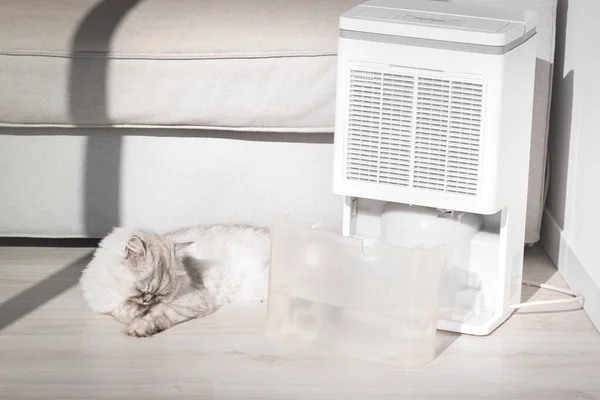 Cat lying on the floor next to air dehumidifier, humidity indicator or water container. Fresh dry air — Stock Photo, Image