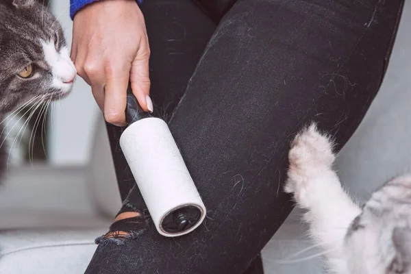 Woman cleaning clothes with clothes roller, lint roller or sticky roller from cats hair. Cats hair on clothes. Cleaning hair from pets