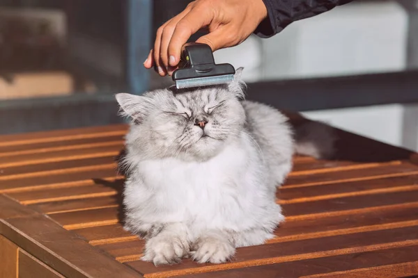 Man kammar sin vackra grå katt med FURminatoror grooming verktyg. Djurskötsel, skötsel. Katt älskar att borstas — Stockfoto