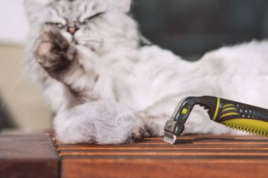Furminatörle komik gri kediyi dövüştürmek. Hayvan bakımı, tımar. Taramadan sonra kedi tüyü yığını. Kedi alerjisi.