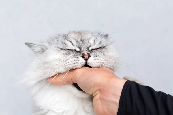 Игривая персидская шиншилла сварливая кошка кусающая руку. Игра с котом. — стоковое фото