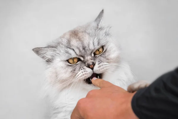 Brincalhão Persa Chinchila Rabugento Gato Mordendo Mão Brincar Com Gato — Fotografia de Stock