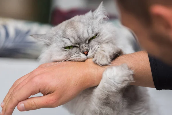 Playful persian chinchilla grumpy cat biting hand. Playing with cat. High quality photo