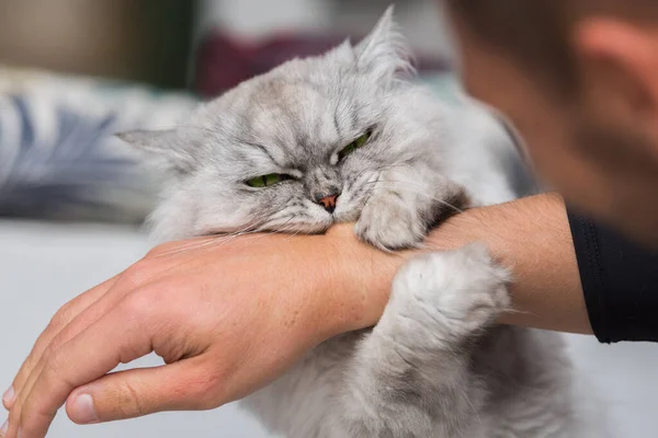 Brincalhão Persa Chinchila Rabugento Gato Mordendo Mão Brincar Com Gato — Fotografia de Stock