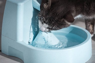 Komik kedi su haznesinden su içer. Kedi suyu çeşmesi. Hayvan susuzluğu. Bir kedinin susuzluğu..