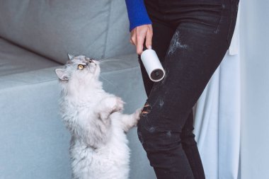 Elbiseleri silindirle temizleyen kadın, iplik silindiri ya da kedi kılından yapışkan silindir. Kıyafetlerde kedi tüyü. Evcil hayvanlardan saç temizleme