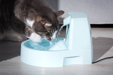 Kedi su dağıtıcıdan temiz su içer. Kedi suyu çeşmesi. Hayvan susuzluğu. Bir kedinin susuzluğu..