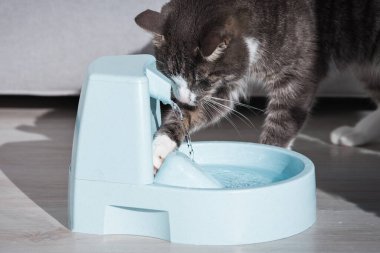 Kedi su dağıtıcıdan temiz su içer. Kedi suyla oynuyor. Hayvan susuzluğu. Bir kedinin susuzluğu..