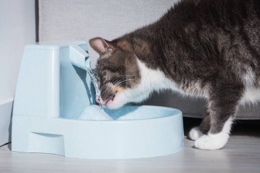 Evcil kedi su haznesinden su içer. Kedi suyu çeşmesi. Hayvan susuzluğu. Bir kedinin susuzluğu..