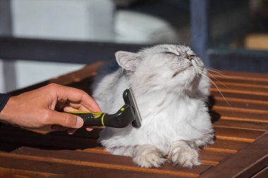 Erkek eli, sevimli gri kedisini FURminator ile tarıyor. Hayvan bakımı, tımar. 